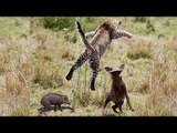 Battle Wildlife Lion, Leopard vs Warthog Unexpected Happening