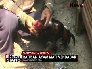Diduga flu burung, ratusan ayam mati mendadak di Lampung - iNews Siang 23/08