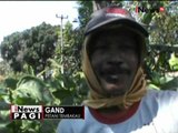 Petani tembakau di Garut berharap harga tembakau naik seiring naiknya harga rokok - iNews Pagi 25/08