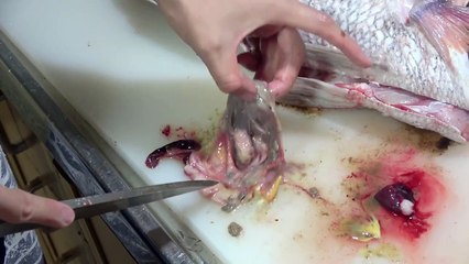 【ノーカット】巨大マダイのさばき方【３枚おろし、皮引き、切り身】