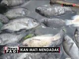 Diduga keracunan Sulfur, ratusan ton ikan mati mendadak di Danau Maninjau, Sumbar - iNews Pagi 01/09
