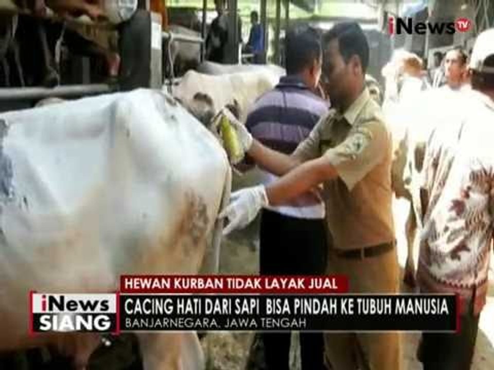 Jelang Idul Adha, petugas peternakan Banjarnegara temukan sapi kondisi sakit - iNews Siang 06/09