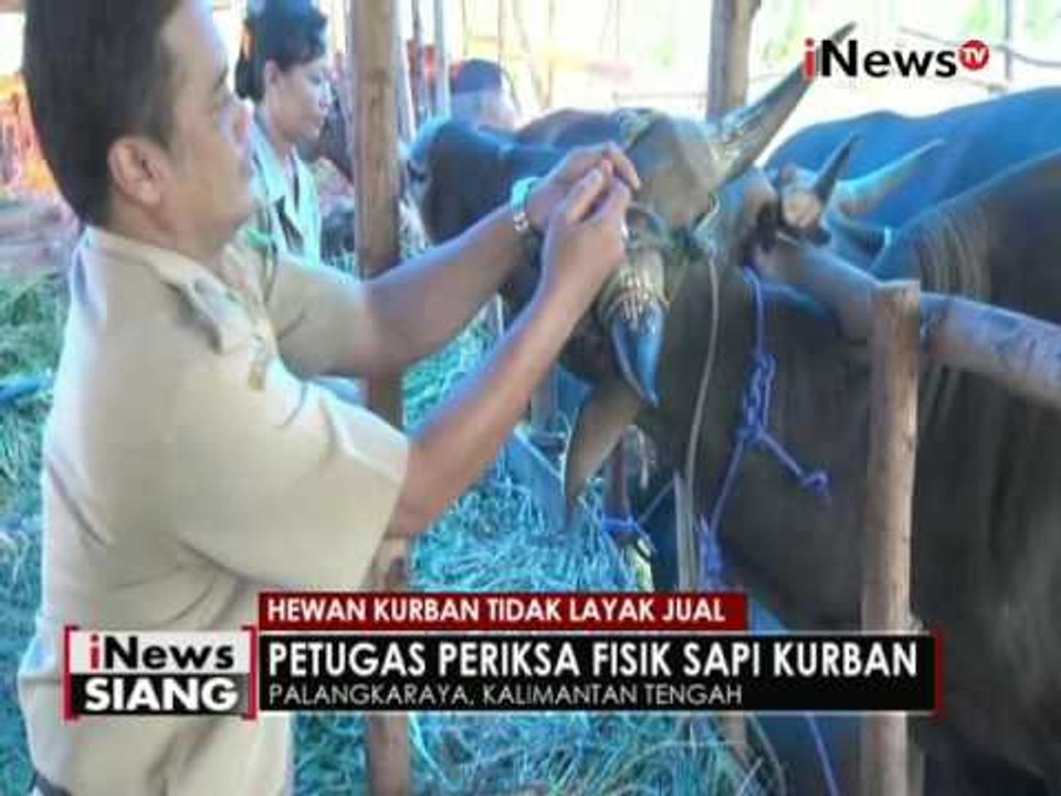 Dinas Perikanan dan Peternakan Kalteng temukan hewan qurban tidak layak - iNews Siang 06/09