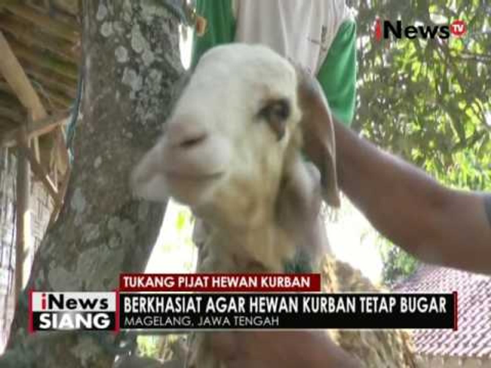 Jelang Idul Adha, tukang pijat hewan kurban di Magelang kebanjiran order - iNews Siang 08/09