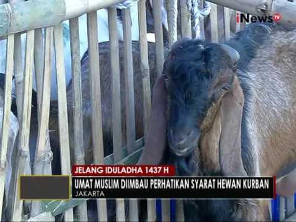 Jelang Idul Adha, umat Islam dihimbau perhatikan syarat hewan yang bisa di Qurban - iNews Pagi 09/09