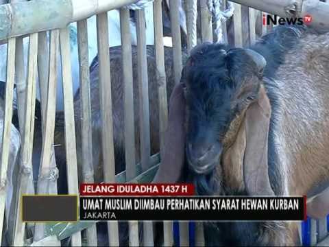 Jelang Idul Adha, umat Islam dihimbau perhatikan syarat hewan yang bisa di Qurban - iNews Pagi 09/09