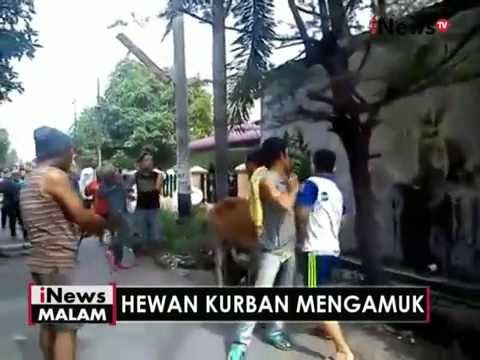 Hendak disembelih, seekor sapi mengamuk dan menyeruduk warung - iNews Malam 12/09