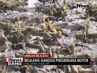 Скачать видео: Cuaca ekstrim, warga di Sumba Timur, NTT dikejutkan dengan serbuan belalang - iNews Siang 20/09