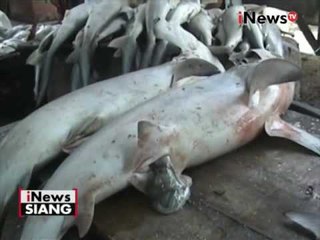 Pasar di Madura, Jatim perjual belikan ikan yang dilindungi - iNews Siang 18/10