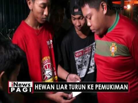 Hewan liar turun ke pemukiman warga di Samarinda - iNews Pagi 03/10