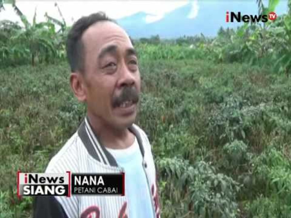 Dampak cuaca ekstrem, Petani merugi tanaman cabai gagal panen - iNews SIang 11/10