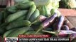 Akibat cuaca buruk, harga sayur mayur di beberapa di Indonesia naik - iNews Malam 13/10