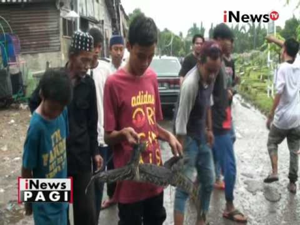Warga Duren Sawit tangkap Biawak yang masuk dipermukiman - iNews Pagi 24/10