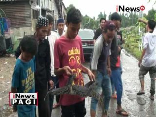 Warga Duren Sawit tangkap Biawak yang masuk dipermukiman - iNews Pagi 24/10