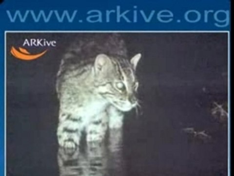 Gatto selvatico (Prionailurus viverrinus)