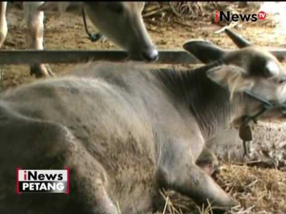 Sebuah benda diduga bom paku meledak dan melukai sapi warga di Bantul - iNews Petang 01/11