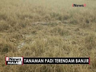 下载视频: 5000 hektar lebih tanaman padi terendam banjir, Petani merugi - iNews Malam 06/12