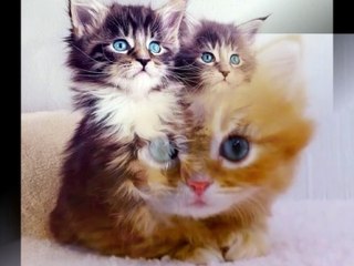 cute blue eyes  kittens