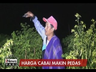 Harga Cabai Tinggi, Petani Khawatir Kebunnya Disatroni Pencuri - iNews Pagi 09/01
