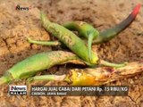 Harga jual cabai dari petani di cirebon Rp.15 rb/Kg? - iNews Malam 09/01