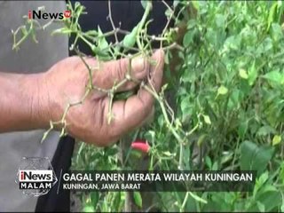 Скачать видео: Gagal panen cabai, Petani merugi hingga puluhan juta Rupiah - iNews Malam 08/01