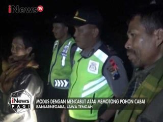Mahalnya harga cabai, Polisi & warga gelar patroli kebun cabai hindari pencurian - iNews Pagi 11/01