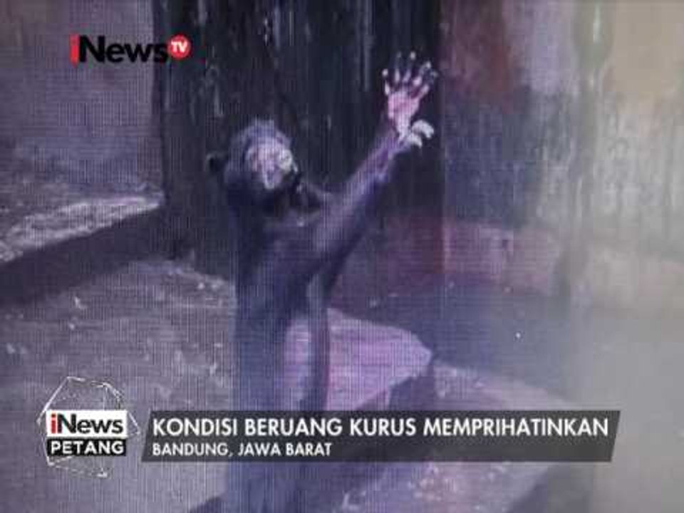Beruang Madu Kelaparan di Kebun Binatang Bandung Jadi Sorotan Media Asing - iNews Petang 19/01