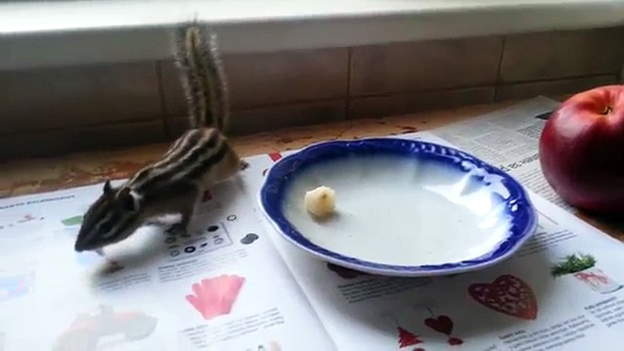 Chipmunk and Cat