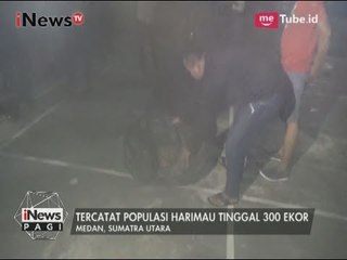 Balai BKSDA Evakuasi Bangkai Harimau di Sumatra Utara - iNews Pagi 27/05