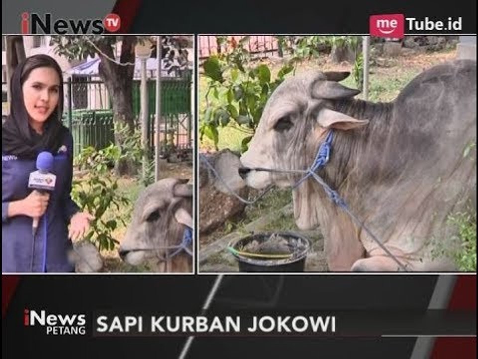 Sapi Presiden & Wapres JK Sudah Sampai di Masjid Istiqlal - iNews Petang 31/08