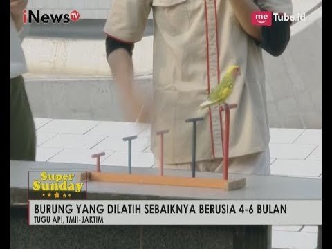 Melatih Burung Sebaiknya Dari Usia 4 - 6 Bulan Part 05 - iNews Pagi Super Sunday 09/07