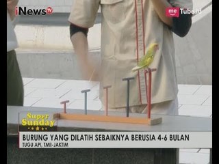 Melatih Burung Sebaiknya Dari Usia 4 - 6 Bulan Part 05 - iNews Pagi Super Sunday 09/07