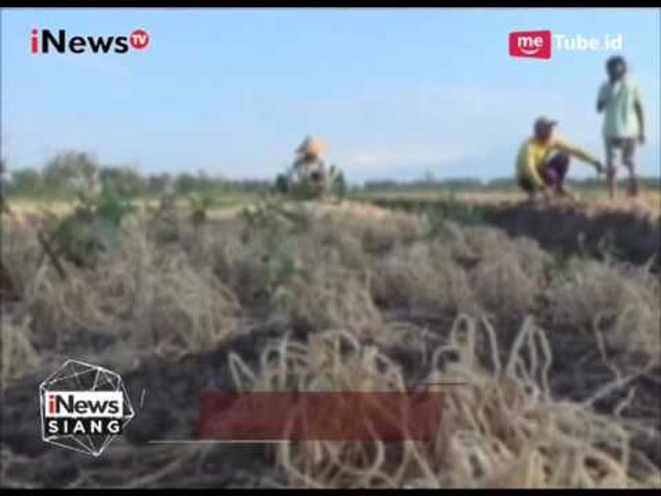 Serangan Hama Ular, Ratusan Hektar Tanaman Bawang Mengering di Jatim - iNews Siang 12/07