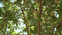 California Almond Farmers Brace for China Tariffs