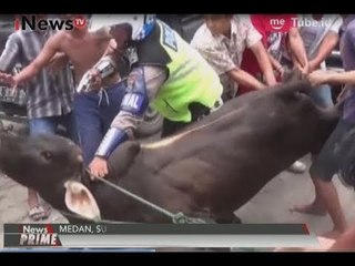 Mengamuk, Sapi Ini Sempat Ditodong Senjata Api Oleh Polisi - iNews Prime 31/08