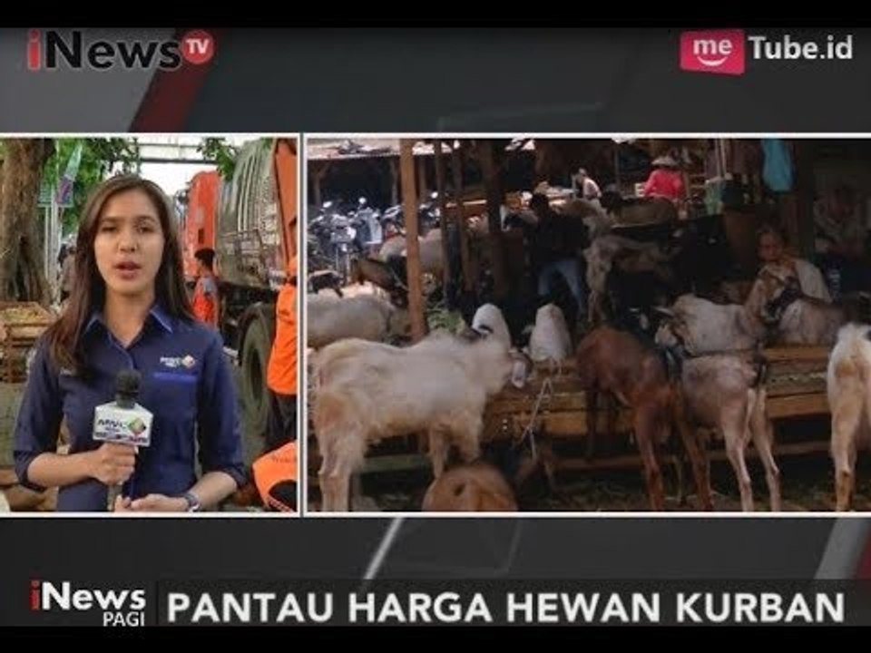 Semakin Dekat Idul Adha, Harga Hewan Qurban Alami Kenaikan Hingga 1 Juta - iNews Pagi 29/08