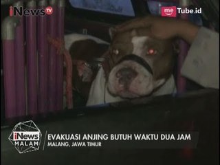 Télécharger la video: Miris! Bocah Perempuan 8 Tahun di Malang Tewas Digigit Anjing Pitbull - iNews Malam 06/08