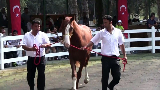 Safkan Arap taylarından 3,6 milyon lira gelir - BURSA