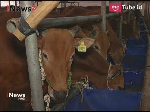 Idul Adha Sebentar Lagi, di Depok Telah Hadir Mall Hewan Qurban - iNews Pagi 21/08
