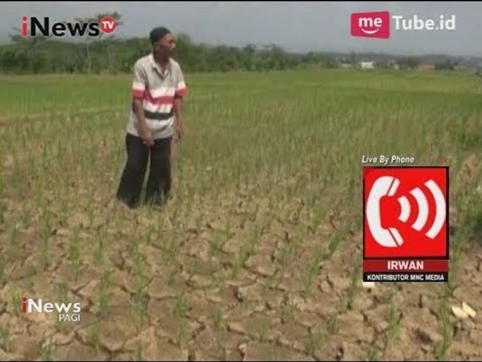 Dampak Kemarau Panjang, Para Petani Pasrah akan Sawahnya yang Mengering - iNews Pagi 21/08