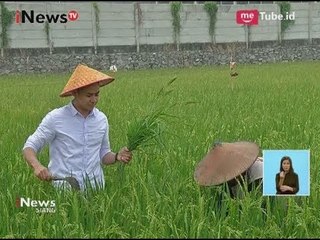 Di Jakarta Masih Ada Sawah Loh, Dimana ya? - iNews Siang 21/08