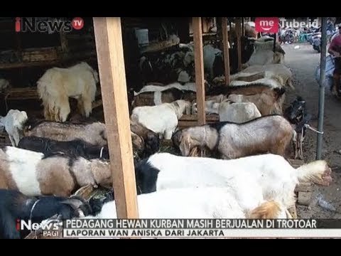 Persiapan Jelang Idul Adha di Jakarta & Surabaya Terkait Penjualan Hewan Qurban - iNews Pagi 24/08