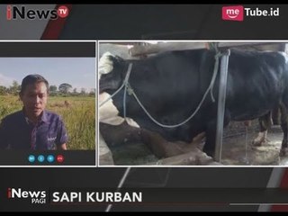 Presiden Jokowi Beli Sapi Seberat 1,1 Ton Untuk di Qurbankan di Polewali - iNews Pagi 25/08