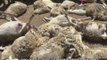 Diduga Diserang Anjing Liar, Puluhan Hewan Ternak Mati Mendadak di Probolinggo - iNews Petang 27/08