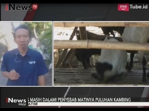 Terkait Hewan Ternak Mati Mendadak, Hasil Uji Lab Tidak Terindikasi Antraks - iNews Pagi 29/08