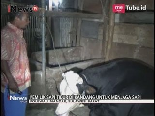 Download Video: Sejak Sapinya Dibeli Presiden, Pemilik Sapi Tidur Dikandang untuk Menjaga Sapi - iNews Pagi 31/08