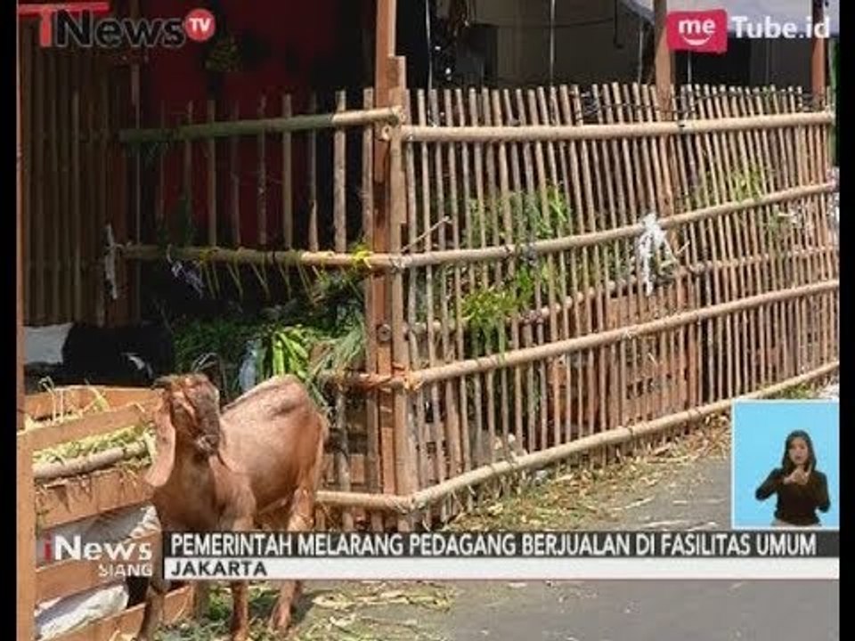Perjuangan Pedagang Hewan Qurban DKI, Meski Dilarang di Trotoar Tapi Tetap Nekat - iNews Siang 28/08