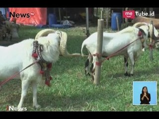 Unik!! Domba Miliki Tropi Penghargaan Diperjualkan di Bursa Hewan Qurban - iNews Siang 31/08