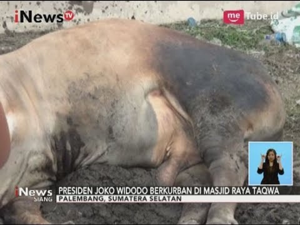 Sapi Qurban Jokowi Seberat 1,3 Ton Menjadi Istimewa untuk Masyarakat Palembang - iNews Siang 02/09