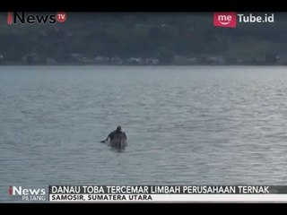 Danau Toba Kebanggaan Warga Sumut Terancam Tercemar Perusahaan Ternak - iNews Petang 04/09
